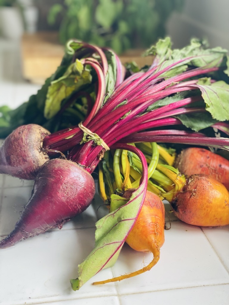 Bunches of fresh whole red beets and golden bets with stems on a kitchen counter