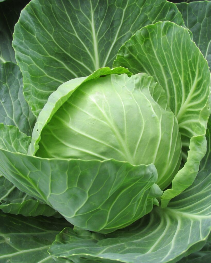 Whole cabbage.